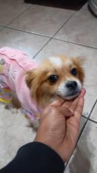 Lost Male Dog last seen Hollyhill dr, Orlando florida,, Orlando, FL 32824