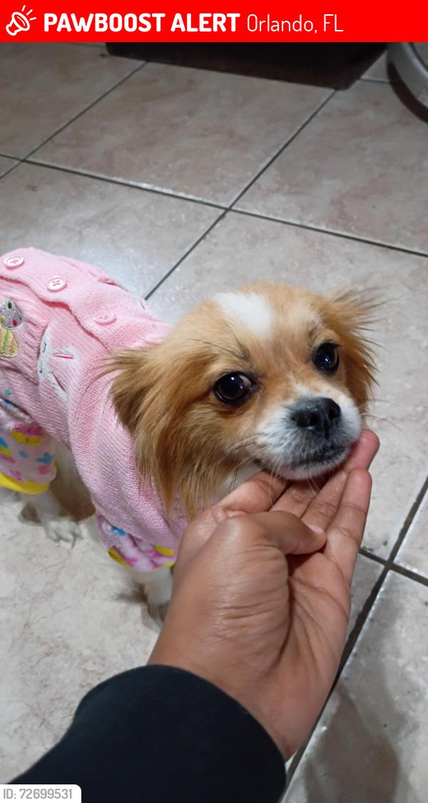 Lost Male Dog last seen Hollyhill dr, Orlando florida,, Orlando, FL 32824