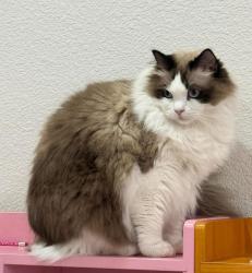 Lost Female Cat last seen Kevin Whiteley Dr, Elk Grove, CA 95757
