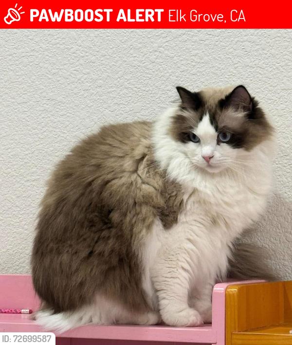 Lost Female Cat last seen Kevin Whiteley Dr, Elk Grove, CA 95757