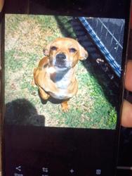 Lost Female Dog last seen She was at Rio rancho motel here, Marysville, CA 95901