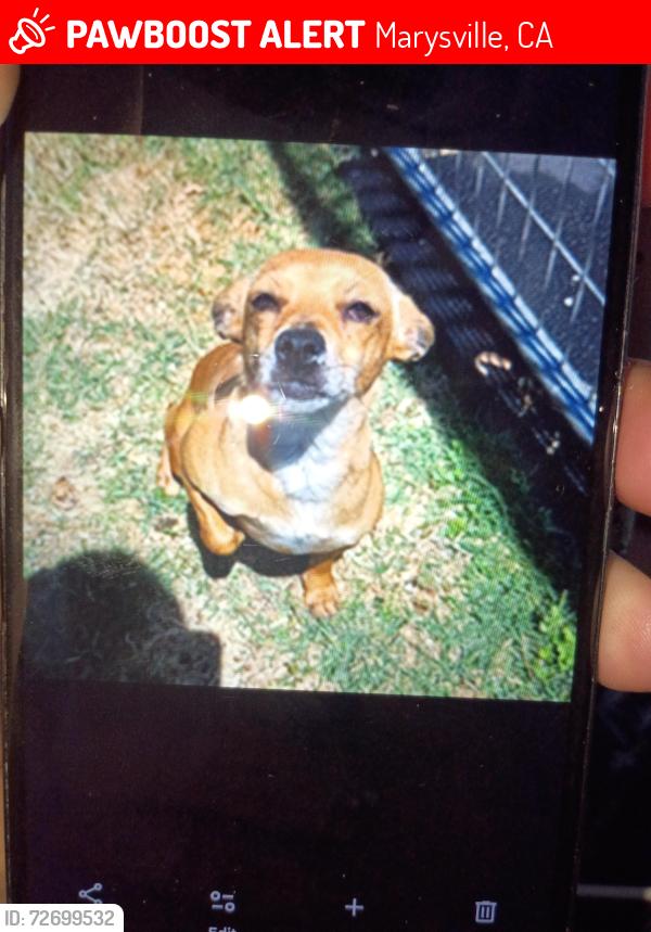 Lost Female Dog last seen She was at Rio rancho motel here, Marysville, CA 95901