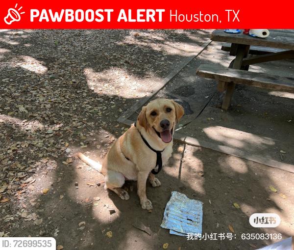 Lost Male Dog last seen Near bellaire blavd, Houston, TX 77036