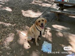 Lost Male Dog last seen Near bellaire blavd, Houston, TX 77036
