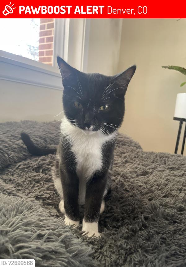Lost Male Cat last seen Downing drive, Denver, CO 80229