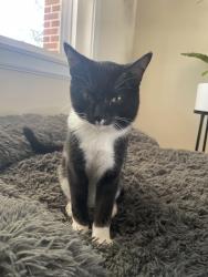 Lost Male Cat last seen Downing drive, Denver, CO 80229