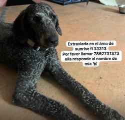 Lost Female Dog last seen Near NW 30th St Sunrise, FL  33313, Sunrise, FL 33351