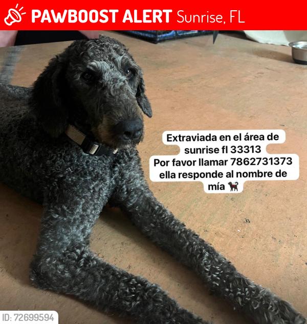 Lost Female Dog last seen Near NW 30th St Sunrise, FL  33313, Sunrise, FL 33351