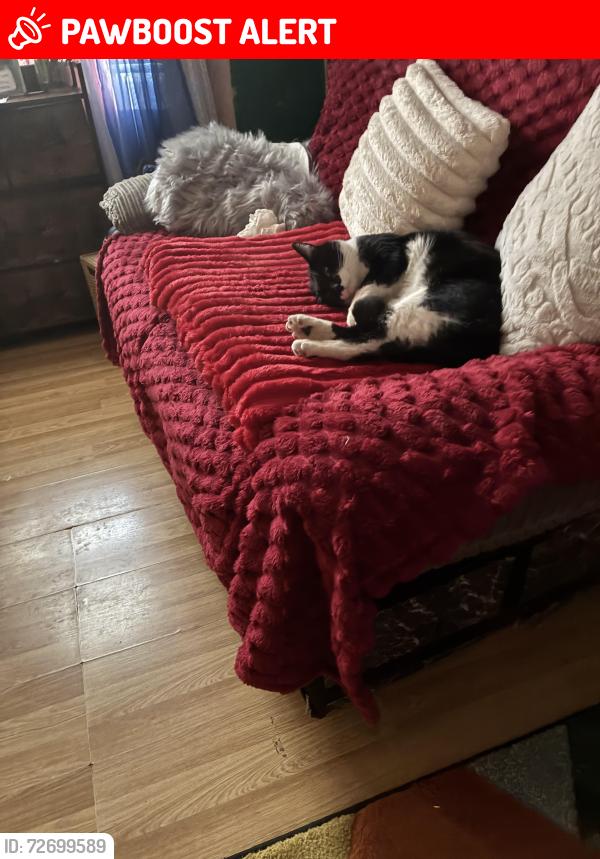 Lost Unknown Cat last seen Downsell road leyton E15 2tr, Greater London, England E15
