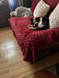 Lost Unknown Cat last seen Downsell road leyton E15 2tr, Greater London, England E15