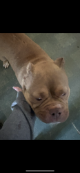 Lost Female Dog last seen Curry lake rd , Laurens County, SC 29645