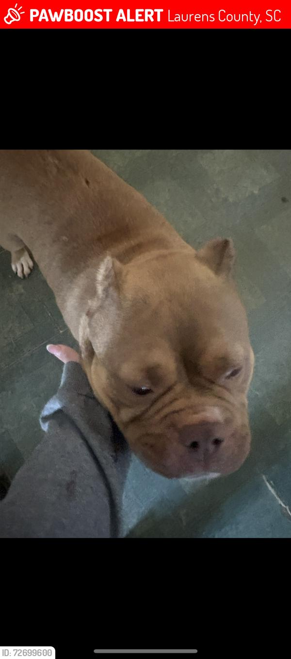 Lost Female Dog last seen Curry lake rd , Laurens County, SC 29645