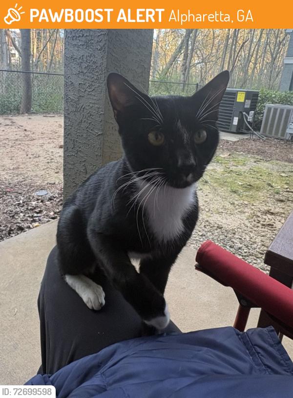 Found/Stray Male Cat last seen Near , Alpharetta, GA 30004
