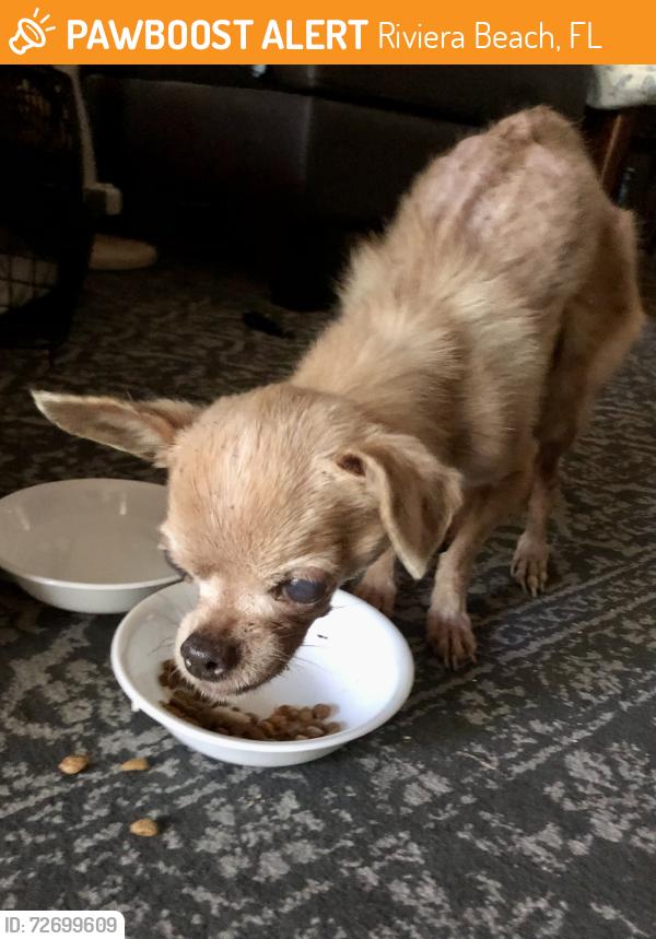 Found/Stray Female Dog last seen Near Avenue H W, Riviera Beach, FL 33404, Riviera Beach, FL 33404