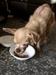 Found/Stray Female Dog last seen Near Avenue H W, Riviera Beach, FL 33404, Riviera Beach, FL 33404