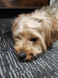 Found/Stray Male Dog last seen Locust , St. Louis, MO 63103