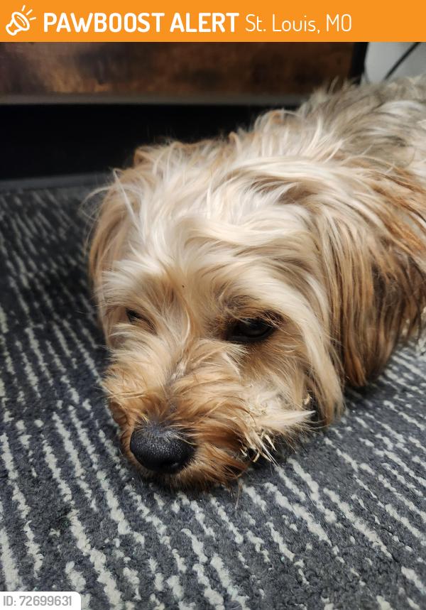 Found/Stray Male Dog last seen Locust , St. Louis, MO 63103