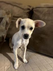 Found/Stray Male Dog last seen Montebella & Alisal , Salinas, CA 93905