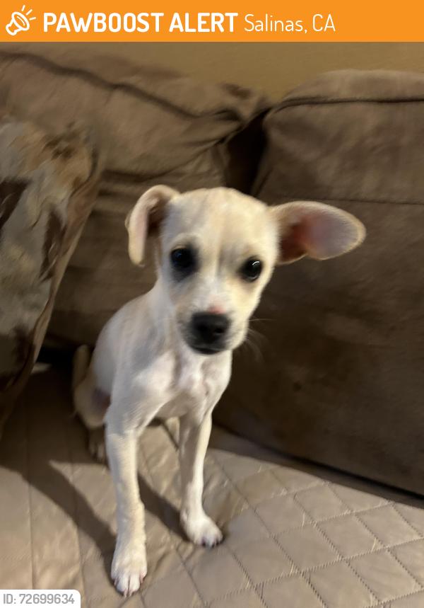 Found/Stray Male Dog last seen Montebella & Alisal , Salinas, CA 93905