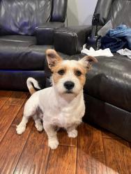 Lost Male Dog last seen Cane bay ln bluff st, Perris, CA 92571