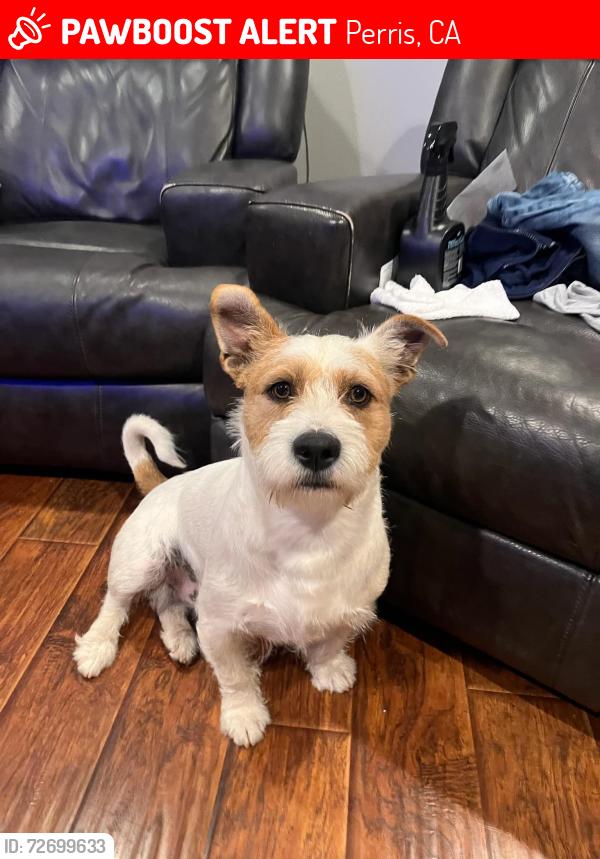 Lost Male Dog last seen Cane bay ln bluff st, Perris, CA 92571