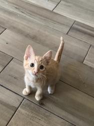 Found/Stray Female Cat last seen Morada village, Victorville, CA 92394
