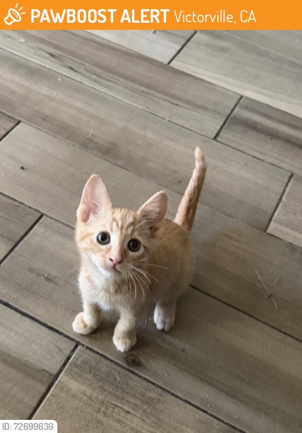 Found/Stray Female Cat last seen Morada village, Victorville, CA 92394
