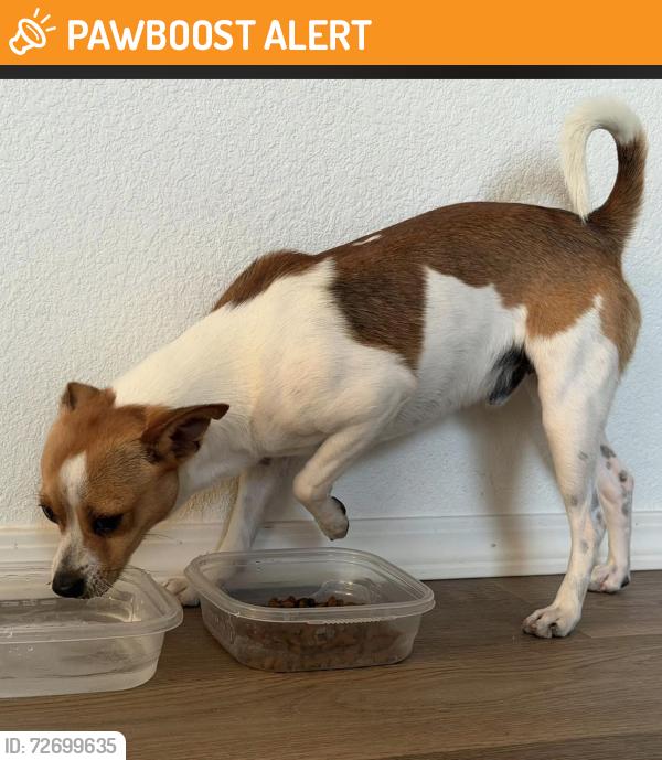 Found/Stray Male Dog last seen Desert Hot Springs elementary school , Desert Hot Springs, CA 92240