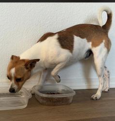 Found/Stray Male Dog last seen Desert Hot Springs elementary school , Desert Hot Springs, CA 92240