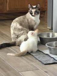 Found/Stray Female Cat last seen Village, Victorville, CA 92394