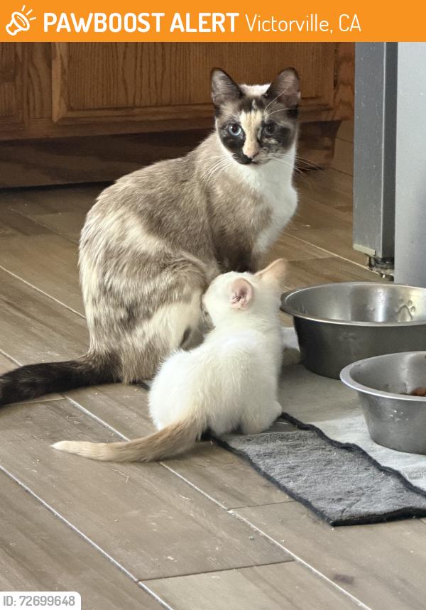 Found/Stray Female Cat last seen Village, Victorville, CA 92394