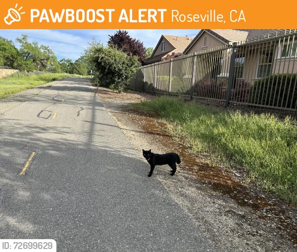 Found/Stray Unknown Cat last seen Parkside and Eskaton Loop, Roseville, CA 95747
