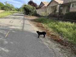 Found/Stray Unknown Cat last seen Parkside and Eskaton Loop, Roseville, CA 95747