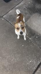 Found/Stray Male Dog last seen 28th St And garnet  Tulsa Oklahoma , Tulsa, OK 74129