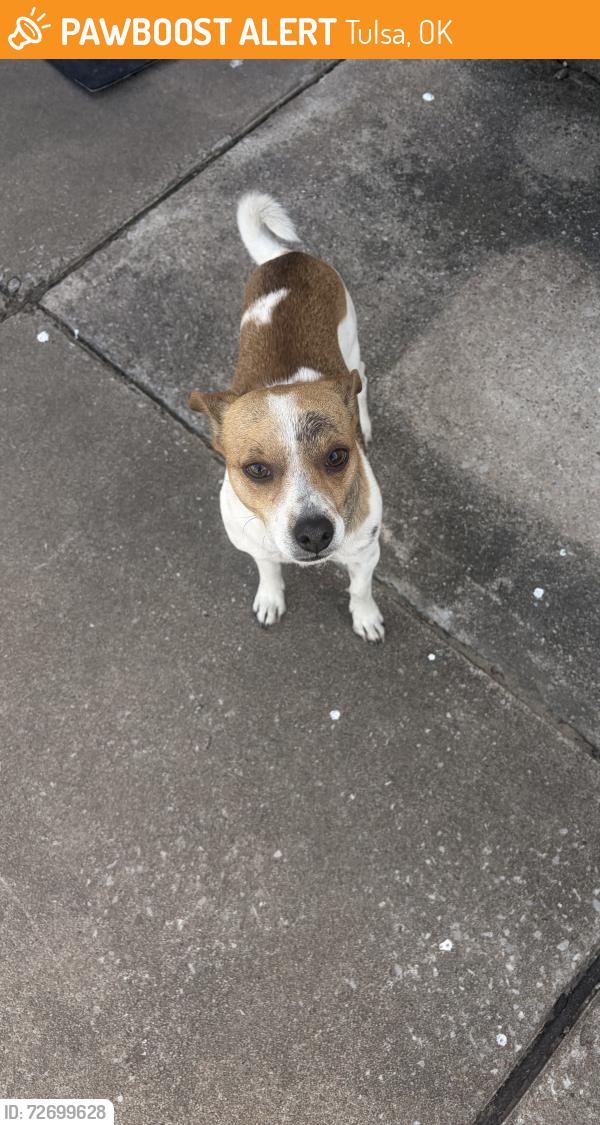 Found/Stray Male Dog last seen 28th St And garnet  Tulsa Oklahoma , Tulsa, OK 74129