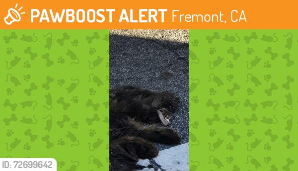 Found/Stray Unknown Cat last seen Near Kaiser , Fremont, CA 94536