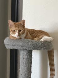 Found/Stray Female Cat last seen Village, Victorville, CA 92394