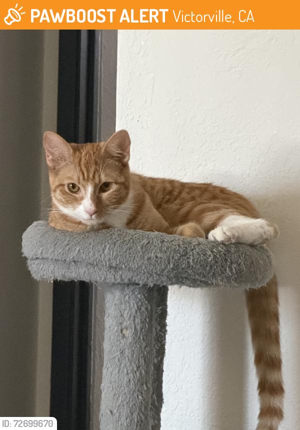 Found/Stray Female Cat last seen Village, Victorville, CA 92394