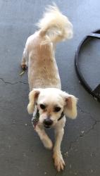 Lost Male Dog last seen S Spur Dr or 6th ave, Biscayne Gardens, FL 33161