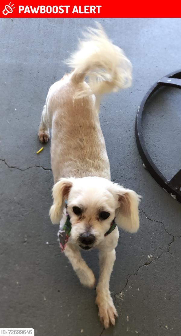 Lost Male Dog last seen S Spur Dr or 6th ave, Biscayne Gardens, FL 33161