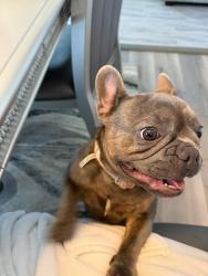 Lost Female Dog last seen Hey 92, South Fulton, GA 30213