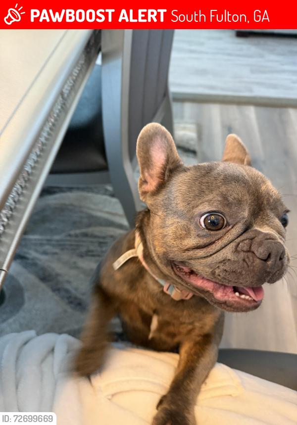 Lost Female Dog last seen Hey 92, South Fulton, GA 30213