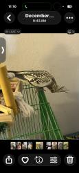 Lost Female Bird last seen Lamar and randy snow, Arlington, TX 76012