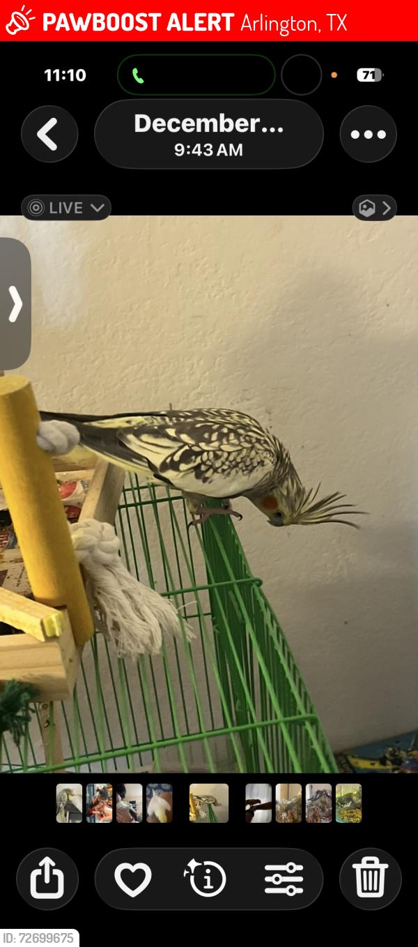 Lost Female Bird last seen Lamar and randy snow, Arlington, TX 76012