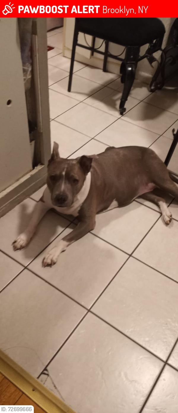 Lost Female Dog last seen Albany Ave and Avenue I , Brooklyn, NY 11210