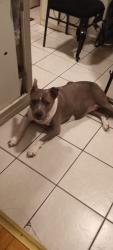 Lost Female Dog last seen Albany Ave and Avenue I , Brooklyn, NY 11210