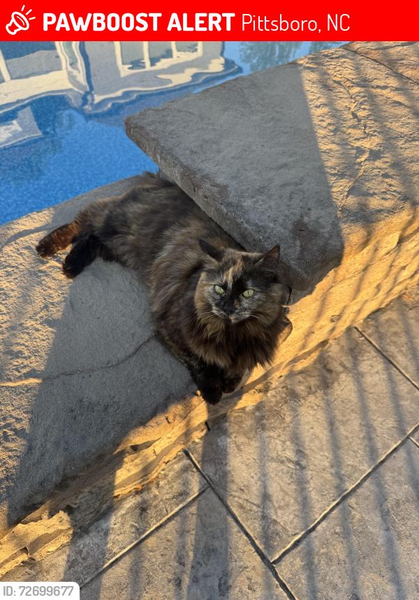 Lost Female Cat last seen Near Laurel Knoll Dr , Pittsboro, NC 27312