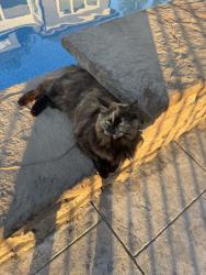Lost Female Cat last seen Near Laurel Knoll Dr , Pittsboro, NC 27312