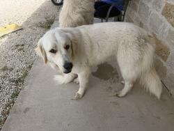 Found/Stray Male Dog last seen At Rv station, Inez, TX 77968