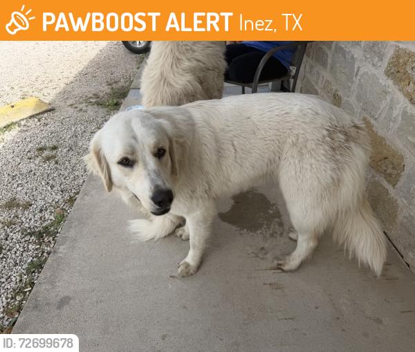 Found/Stray Male Dog last seen At Rv station, Inez, TX 77968